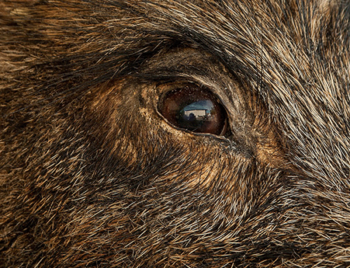 Hog Hunting with Dogs – Part IV